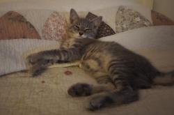 Lost Male Cat last seen Isabella rd and Woods rd, Chester County, PA 19344
