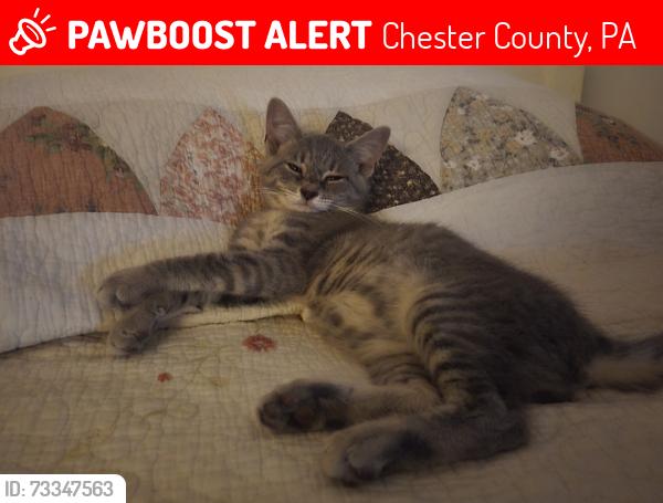 Lost Male Cat last seen Isabella rd and Woods rd, Chester County, PA 19344