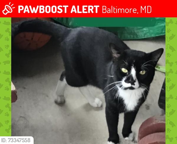 Lost Male Cat last seen Ashland Ave and Montford, Baltimore, MD 21205