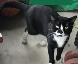 Lost Male Cat last seen Ashland Ave and Montford, Baltimore, MD 21205
