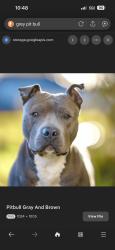 Lost Female Dog last seen Gramercy van buren, Gardena, CA 90247