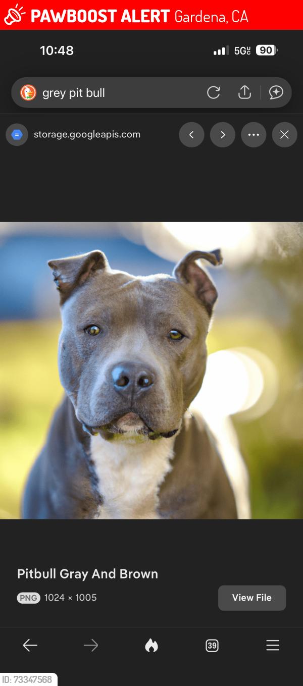 Lost Female Dog last seen Gramercy van buren, Gardena, CA 90247