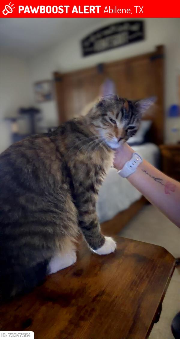 Lost Female Cat last seen Big Tree Trailor park, Abilene, TX 79605