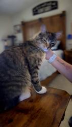 Lost Female Cat last seen Big Tree Trailor park, Abilene, TX 79605