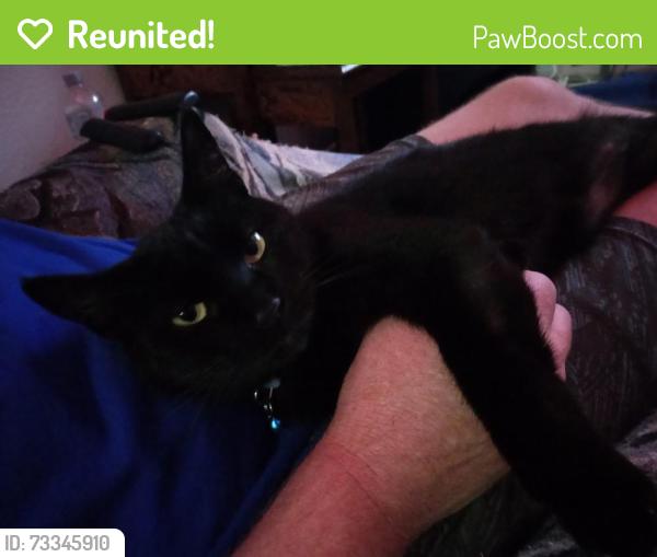Reunited Female Cat last seen Cliffshire and McKinley, Corona, CA 92879