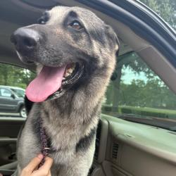 Shelter Stray Male Dog last seen , 5570 Sturmer Park Cir, Winston-Salem, NC 27105, USA