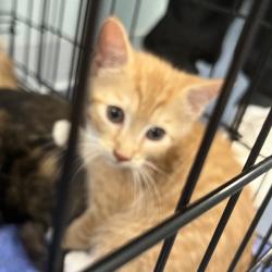 Shelter Stray Male Cat last seen , 980 Guilford College Rd, Greensboro, NC 27409, USA