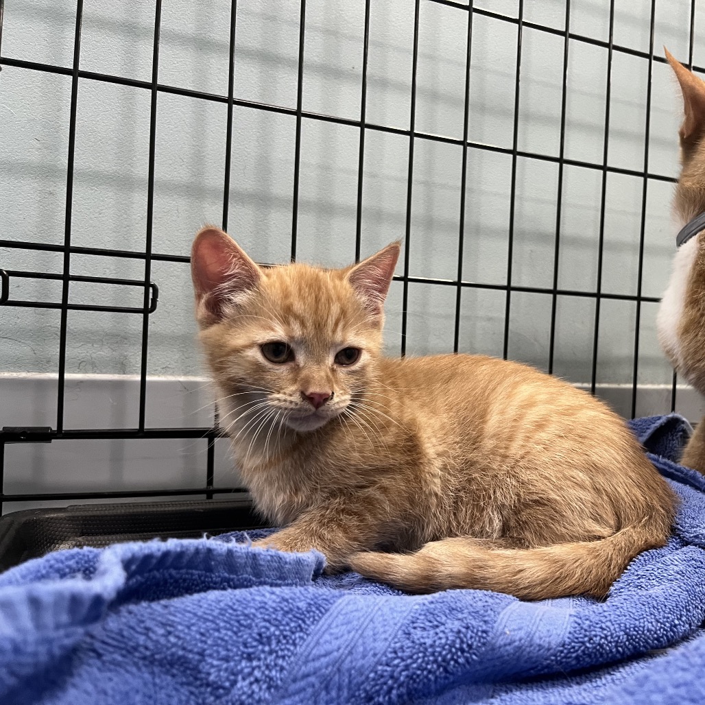 Shelter Stray Male Cat last seen , 980 Guilford College Rd, Greensboro, NC 27409, USA