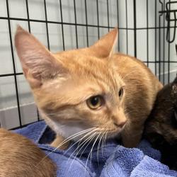 Shelter Stray Female Cat last seen , 980 Guilford College Rd, Greensboro, NC 27409, USA
