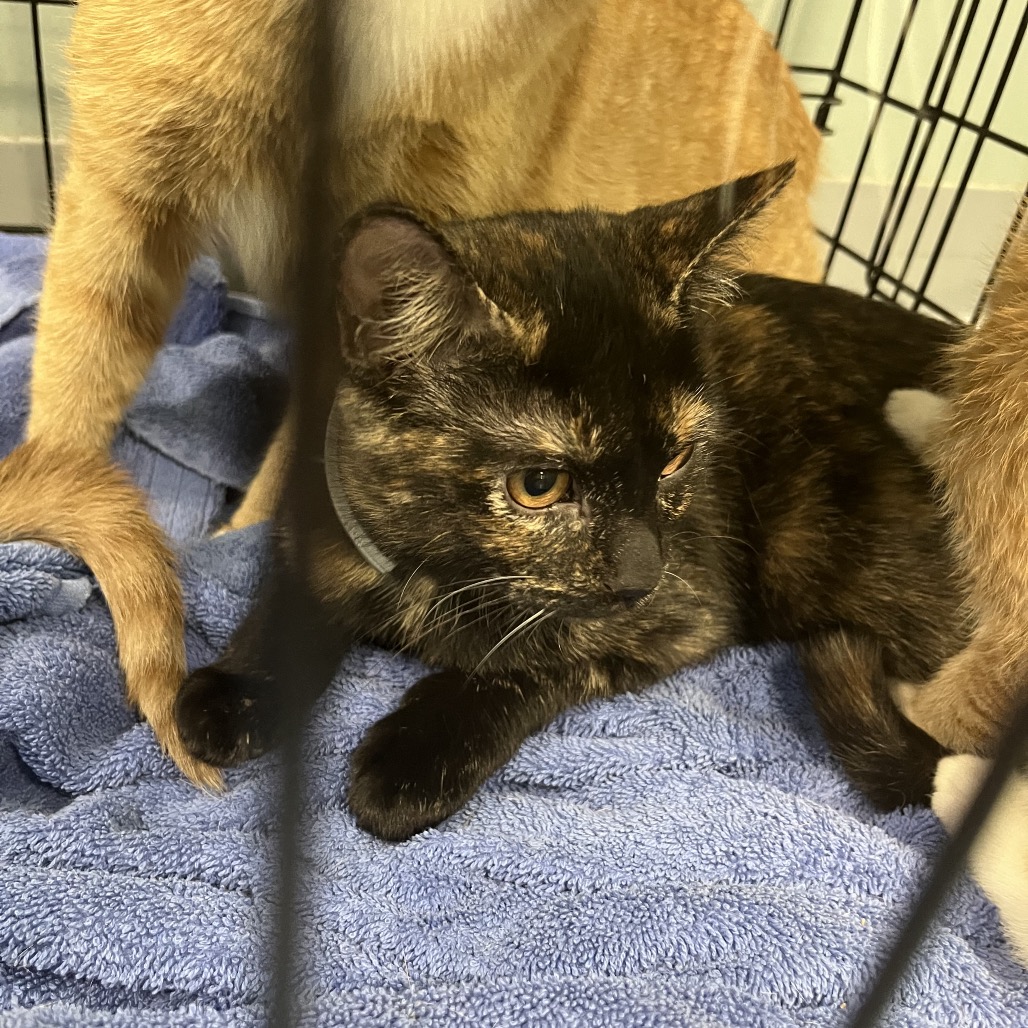 Shelter Stray Female Cat last seen , 980 Guilford College Rd, Greensboro, NC 27409, USA
