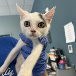 Shelter Stray Male Cat last seen , 980 Guilford College Rd, Greensboro, NC 27409, USA
