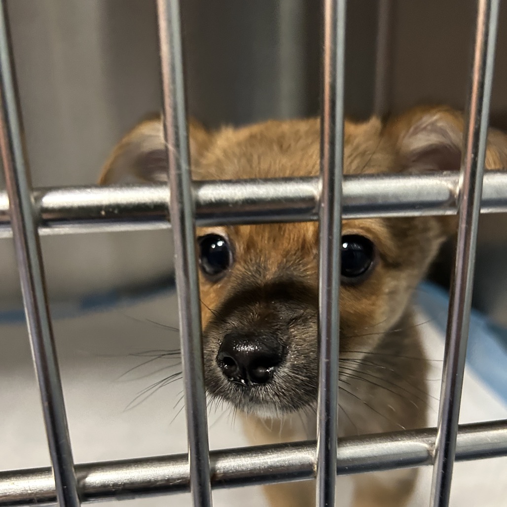 Shelter Stray Male Dog last seen , 980 Guilford College Rd, Greensboro, NC 27409, USA