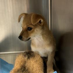 Shelter Stray Male Dog last seen , 980 Guilford College Rd, Greensboro, NC 27409, USA