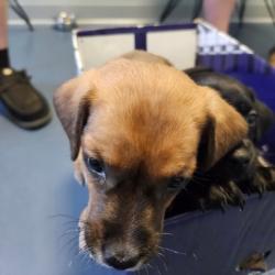 Shelter Stray Male Dog last seen , 980 Guilford College Rd, Greensboro, NC 27409, USA