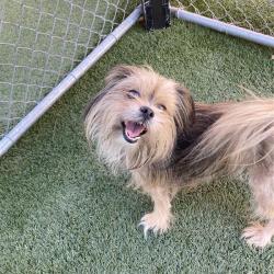 Shelter Stray Male Dog last seen , 12910 Yukon Ave, Hawthorne, CA 90250, USA