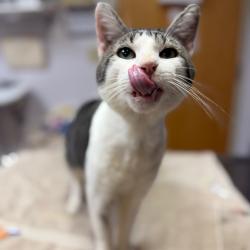 Shelter Stray Male Cat last seen , 1244 N Delsea Dr, Vineland, NJ 08360, USA