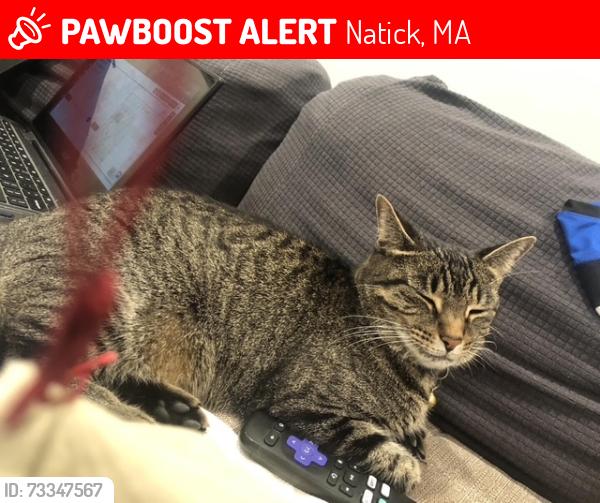 Lost Female Cat last seen Fiske Ln, Natick, MA 01760