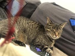 Lost Female Cat last seen Fiske Ln, Natick, MA 01760