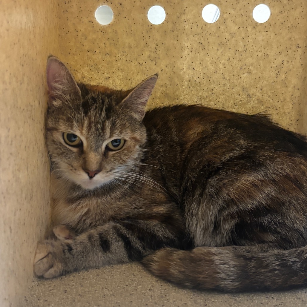 Shelter Stray Female Cat last seen , 361 S Raymond Ave, Pasadena, CA 91105, USA