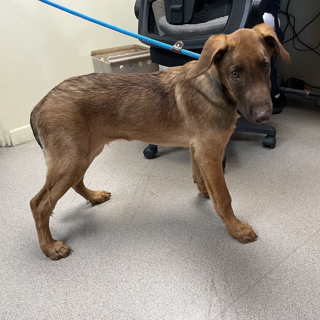 Shelter Stray Male Dog last seen , 361 S Raymond Ave, Pasadena, CA 91105, USA