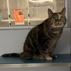 Shelter Stray Female Cat last seen , Animal Care & Control Team of Philly, 111 W Hunting Park Ave, Philadelphia, PA 19140, USA