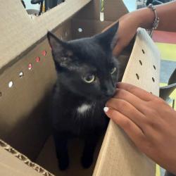 Shelter Stray Female Cat last seen , Animal Care & Control Team of Philly, 111 W Hunting Park Ave, Philadelphia, PA 19140, USA