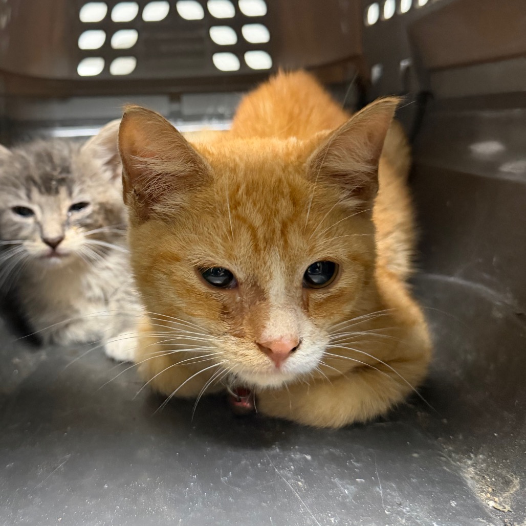 Shelter Stray Male Cat last seen , Animal Care & Control Team of Philly, 111 W Hunting Park Ave, Philadelphia, PA 19140, USA