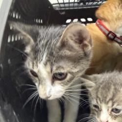 Shelter Stray Female Cat last seen , Animal Care & Control Team of Philly, 111 W Hunting Park Ave, Philadelphia, PA 19140, USA