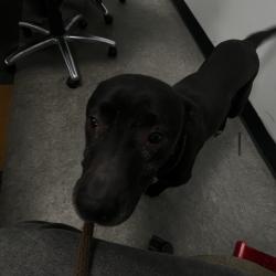 Shelter Stray Female Dog last seen , Animal Care & Control Team of Philly, 111 W Hunting Park Ave, Philadelphia, PA 19140, USA