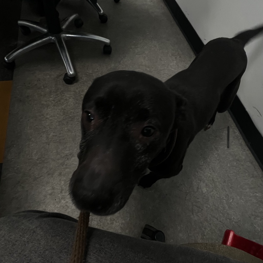 Shelter Stray Female Dog last seen , Animal Care & Control Team of Philly, 111 W Hunting Park Ave, Philadelphia, PA 19140, USA