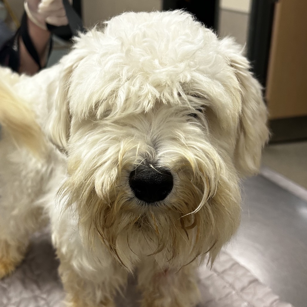 Shelter Stray Male Dog last seen , 8464 Beach Blvd, Jacksonville, FL 32216, USA