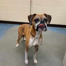Shelter Stray Female Dog last seen , 2350 Appling City Cove, Memphis, TN 38133, USA