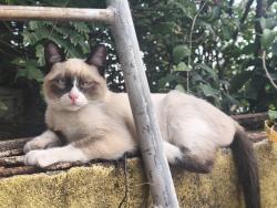 Lost Male Cat last seen Rua Silvio Bonilha 9, Vila Pirituba, SP 02914-110