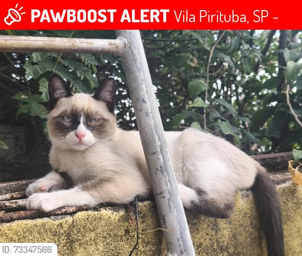 Lost Male Cat last seen Rua Silvio Bonilha 9, Vila Pirituba, SP 02914-110