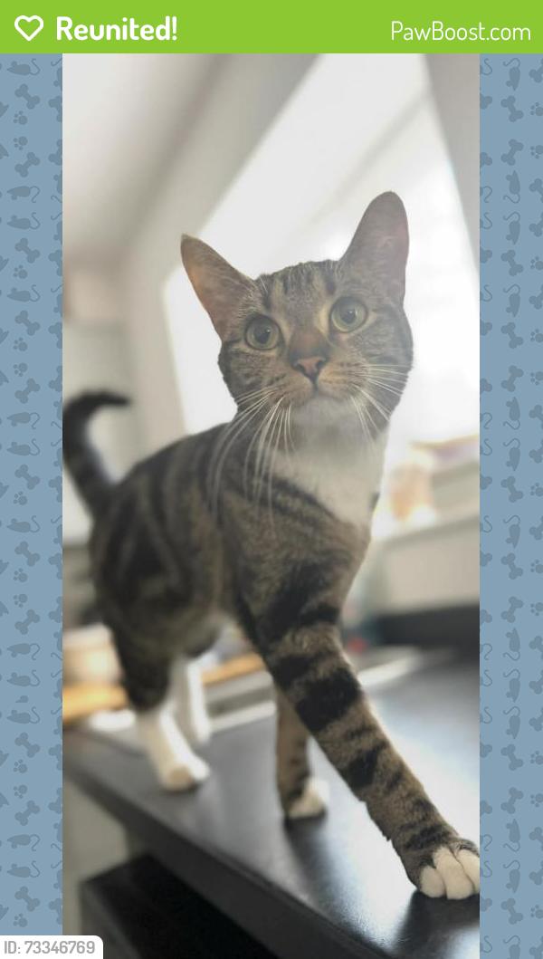 Reunited Female Cat last seen Taylor gardens, Bishopsworth, England BS13 9DN