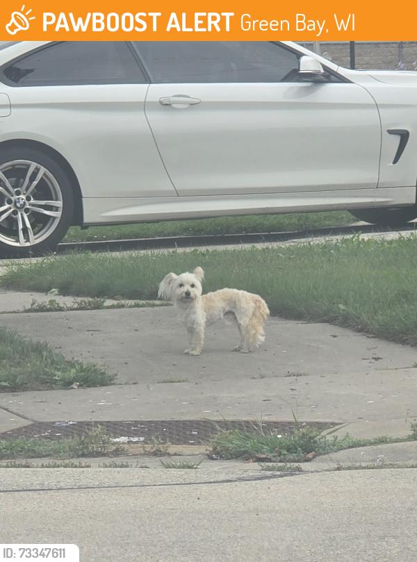 Found/Stray Unknown Dog last seen Farlin and Henry, Green Bay, WI 54302