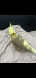 Lost Male Bird last seen south gate park, South Gate, CA 90280