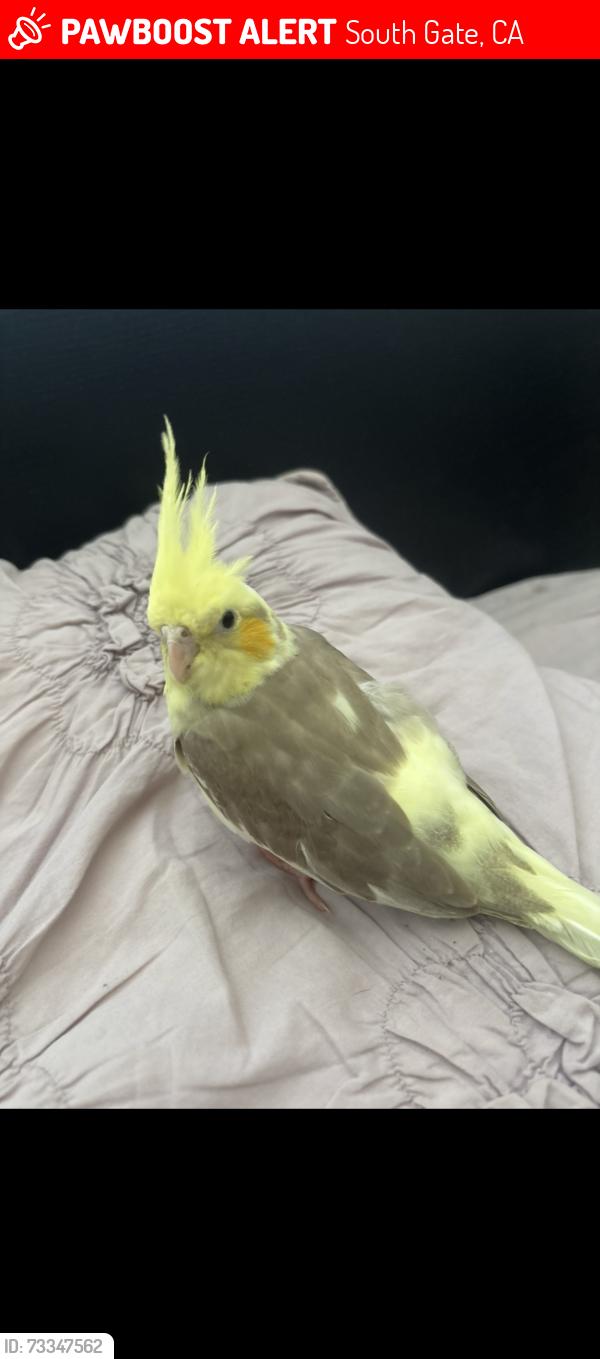 Lost Male Bird last seen south gate park, South Gate, CA 90280