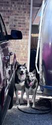 Reunited Male Dog last seen E Gunnison, Aurora, CO 80017