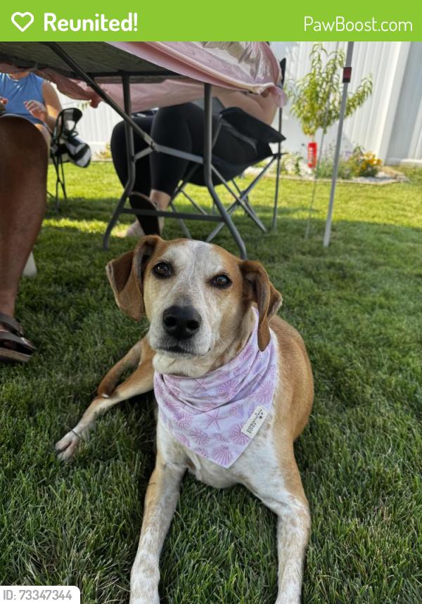 Reunited Female Dog last seen Theodore & Hosmer, Joliet, IL 60435