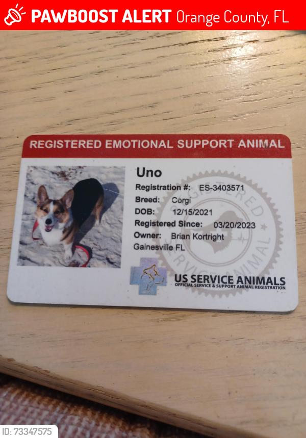 Lost Male Dog last seen Jamaica food place on corner take immediate right on side street he was under a car on a roundabout driveway on a residential property, Orange County, FL 32829
