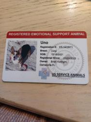 Lost Male Dog last seen Jamaica food place on corner take immediate right on side street he was under a car on a roundabout driveway on a residential property, Orange County, FL 32829