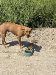 Found/Stray Male Dog last seen Turbeville hwy, W Turbeville Hwy, SC 29114