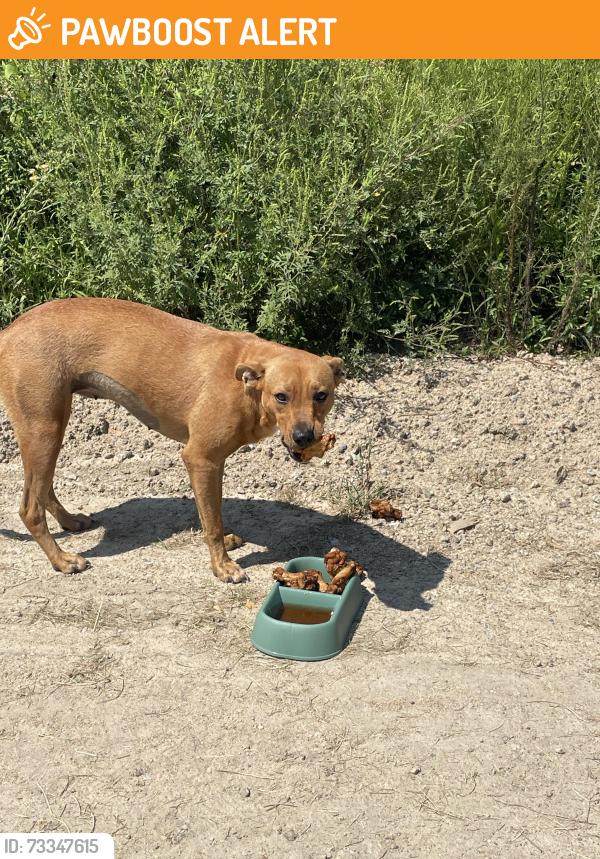 Found/Stray Male Dog last seen Turbeville hwy, W Turbeville Hwy, SC 29114