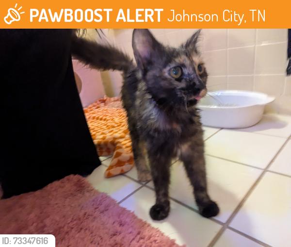 Found/Stray Unknown Cat last seen Farm on Boones Creek Rd, Johnson City, TN 37601