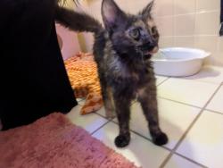 Found/Stray Unknown Cat last seen Farm on Boones Creek Rd, Johnson City, TN 37601