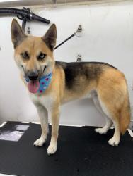Reunited Male Dog last seen Brunello way, Temecula, CA 92591