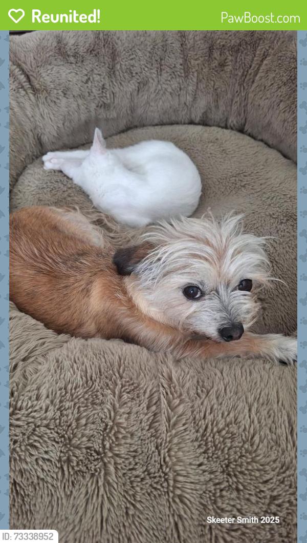 Reunited Female Dog last seen Meridian 6th Ave, Apache Junction, AZ 85120