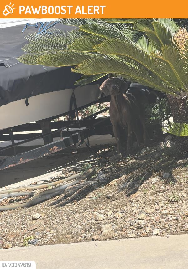 Found/Stray Female Dog last seen Guidera dr and colonbero, Rancho Cucamonga, CA 91739
