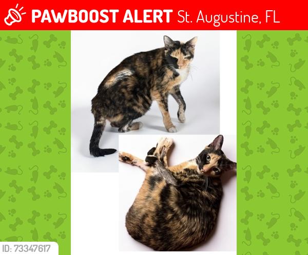 Lost Female Cat last seen Fonseca Drive, St. Augustine, FL 32086